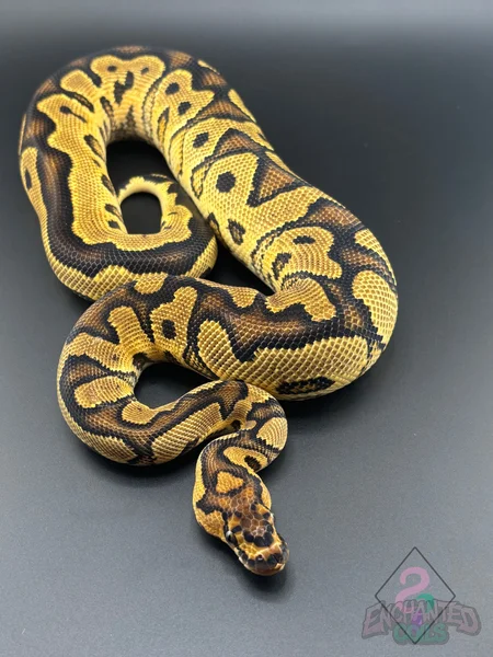 Clown pos. Yellow Belly