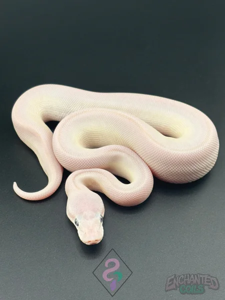 Russo / Mojave BEL Blue-Eyed Lucy