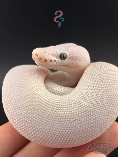 Russo / Mojave BEL Blue-Eyed Lucy
