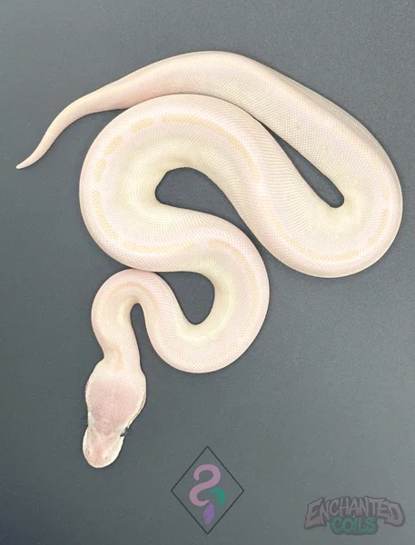 Opal Diamond Russo / Phantom BEL Blue-Eyed Lucy