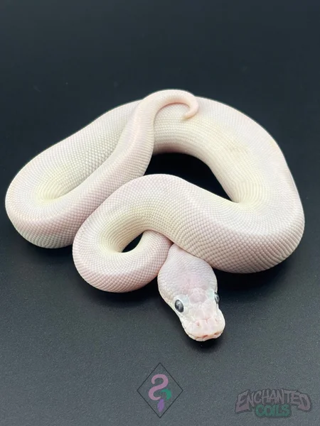 Russo / Mojave BEL Blue-Eyed Lucy