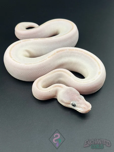 Russo / Mojave BEL Blue-Eyed Lucy