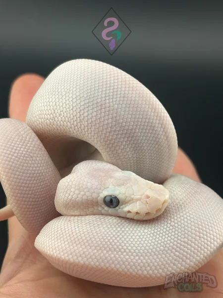 Russo / Mojave BEL Blue-Eyed Lucy