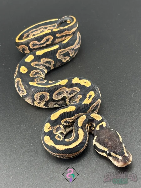 Black Pastel DH Pied Axanthic (VPI)