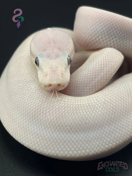 Russo / Mojave BEL Blue-Eyed Lucy