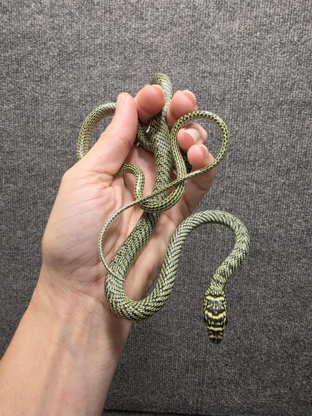 Ornate Flying Snake