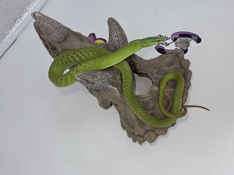 CBB Selayar Gonyosoma jansenii Babies