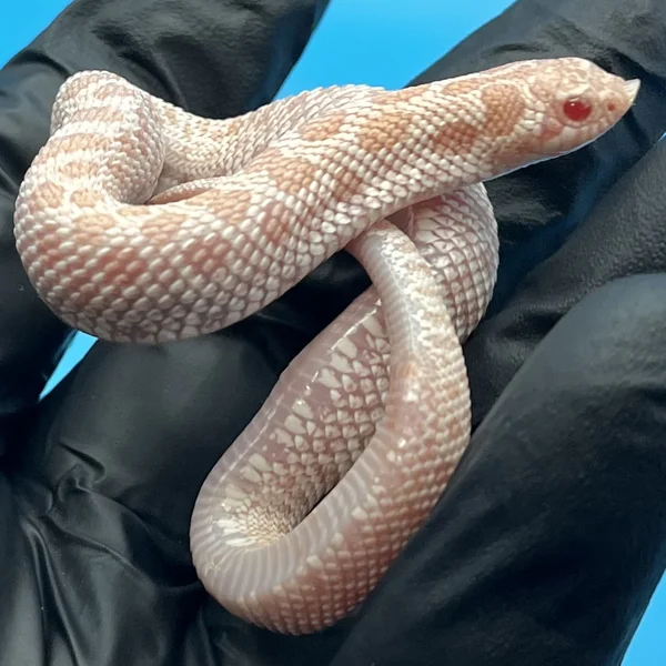 Super Arctic Albino het Lavender