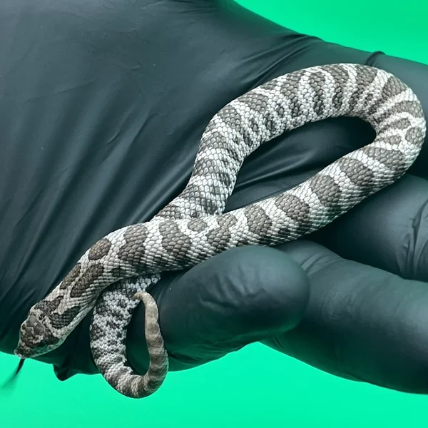 Super Arctic het Albino het Lavender