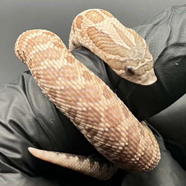 Arctic Lavender het Albino