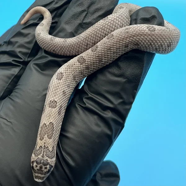 Super Arctic Lavender Conda het Albino