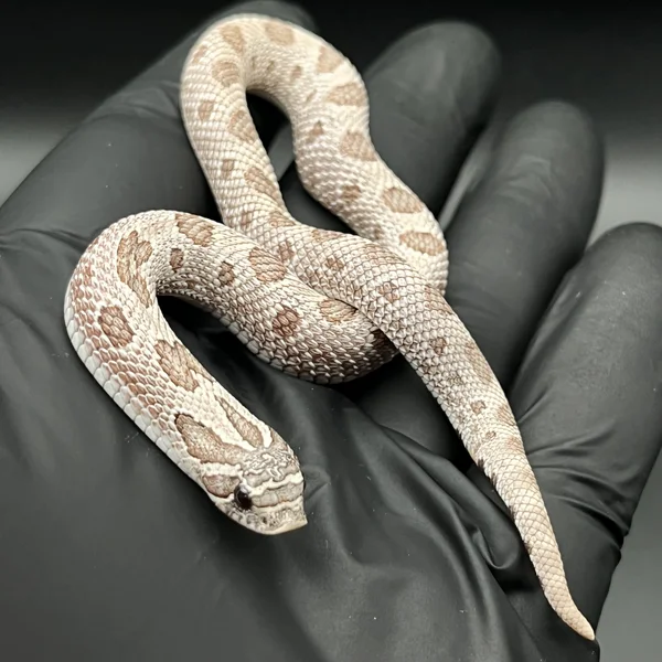 Arctic Lavender Conda het Albino