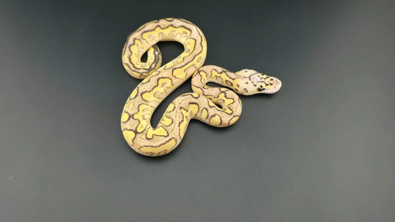 Pastel, Fire, Special, Clown