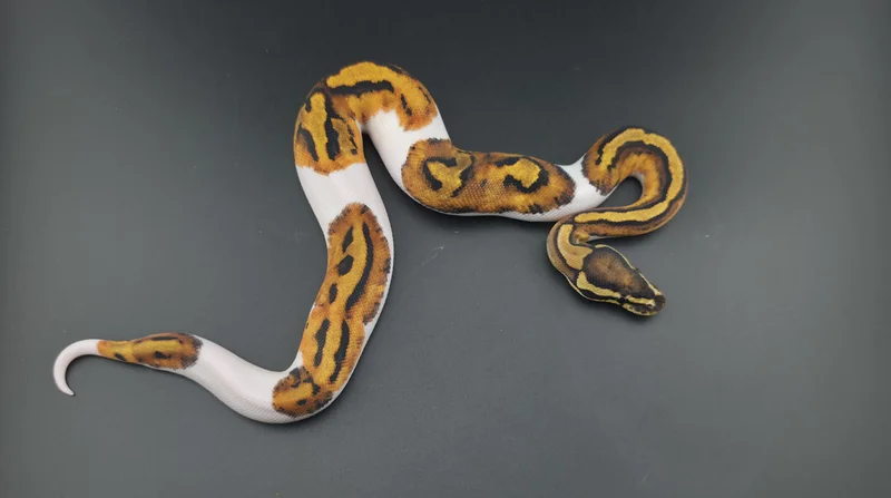 Orange Dream, Pied