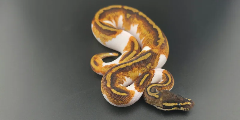 Black Head, Yellow Belly, GeneX, Pied