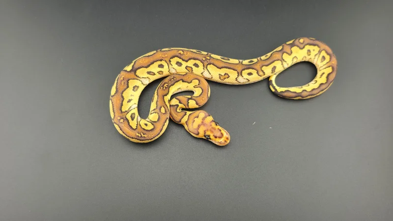 Special Fire Yellow Belly Clown