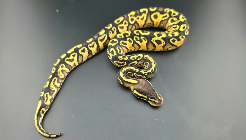 Pastel, Yellow Belly, Trick