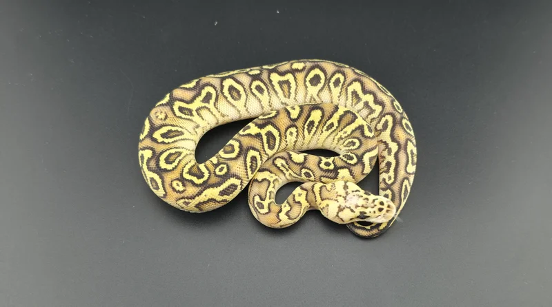 Pastel Cypress Hurricane Clown