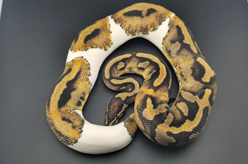 Vanilla Pied HET DG