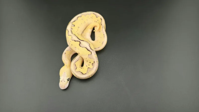 Super Pastel, Super Vanilla, Leopard, Clown