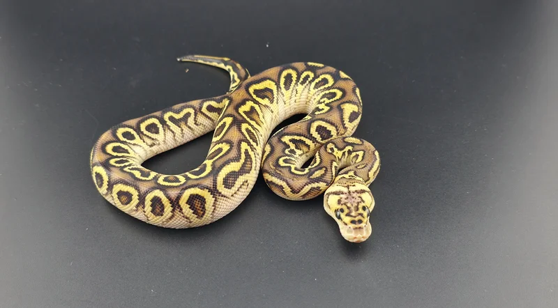 Pastel Hurricane Clown
