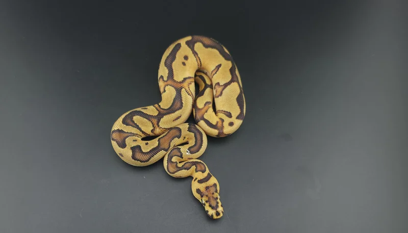 Enchi, Fire, Clown, Het Pied