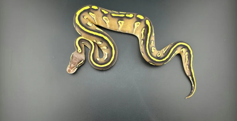 Mojave, Vanilla, Trick
