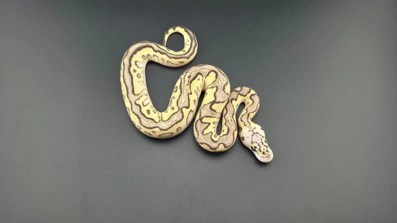 Pastel Fire Yellow Belly Clown