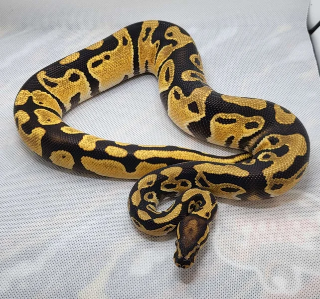 Orange Dream,  HET Pied, HET Clown