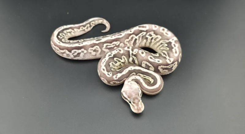 Black Pewter Cypress HET Clown