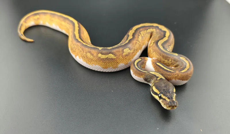 Black Head, Yellow Belly, GeneX, Pied