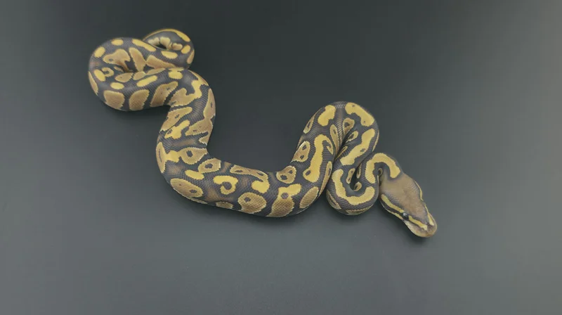 Hypo Het Pied
