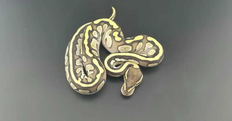 Butter Het Hypo Het Pied