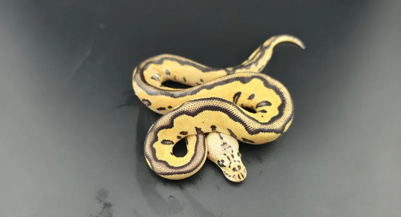Pastel, Vanilla, Leopard, Blade, Clown