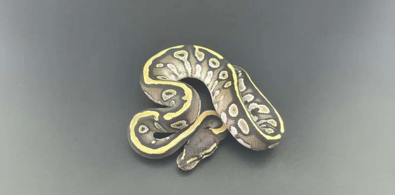 Mojave Het Hypo Het Pied