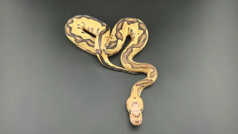 Vanilla, Fire, Leopard, Clown