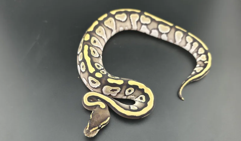 Mojave Het Hypo Het Pied