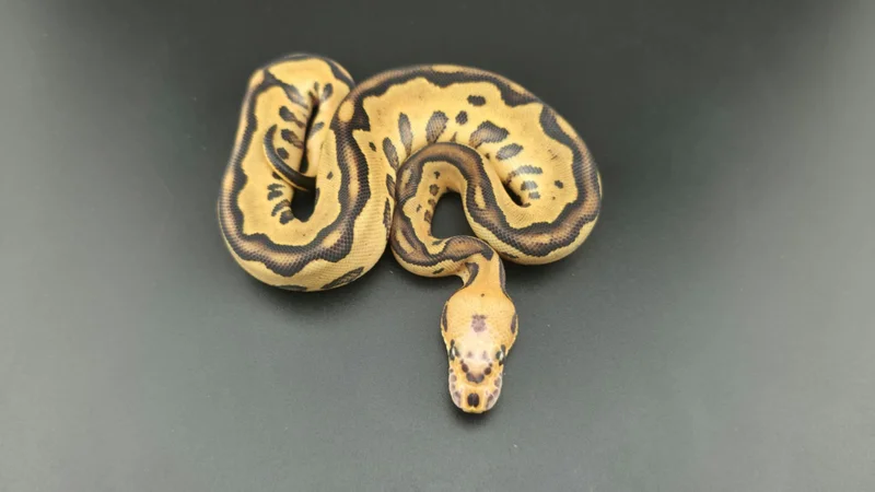 Super Vanilla Leopard Clown