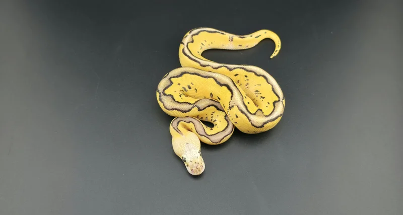 Super Vanilla, Pastel, Leopard, Clown