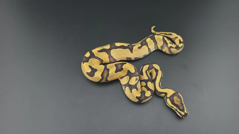 Orange Dream, Fire, Enchi, Het Clown, Het Pied