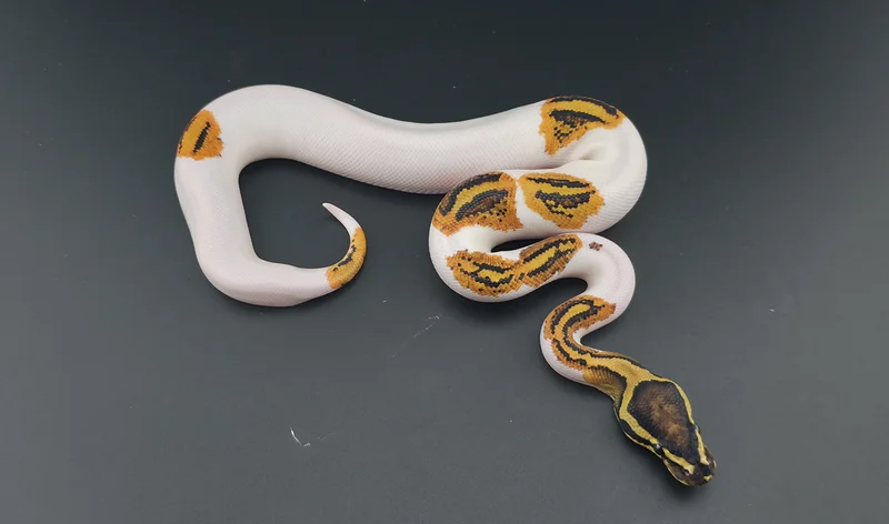 Vanilla, Yellow Belly, Pied
