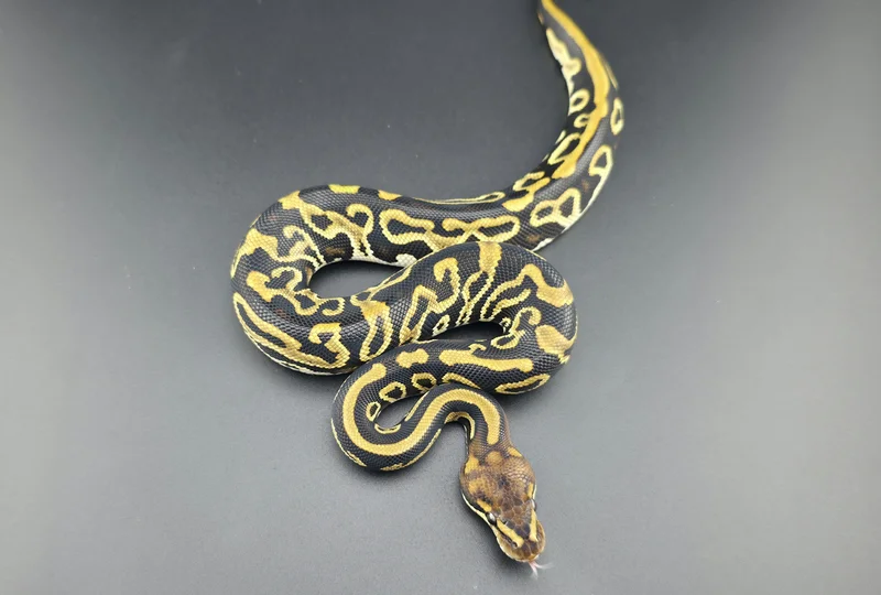 Yellow Belly, Cypress, Leopard, HET Clown, HET Pied