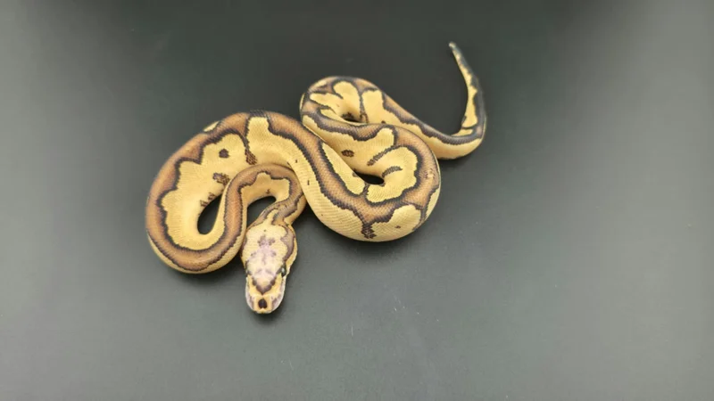 Super Vanilla Clown