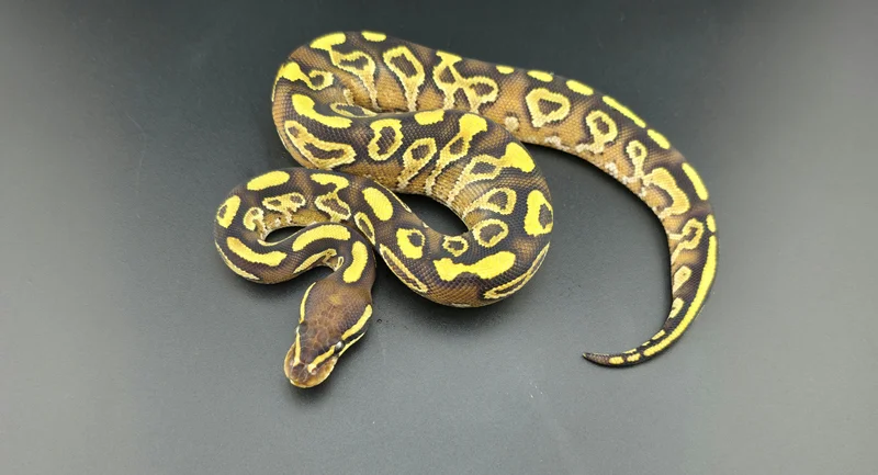 Mojave. Yellow Belly