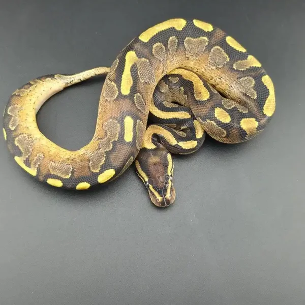 Vanilla, Yellow Belly, Calico