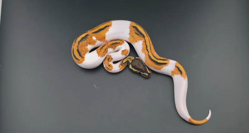 Orange Dream, Yellow Belly, Pied