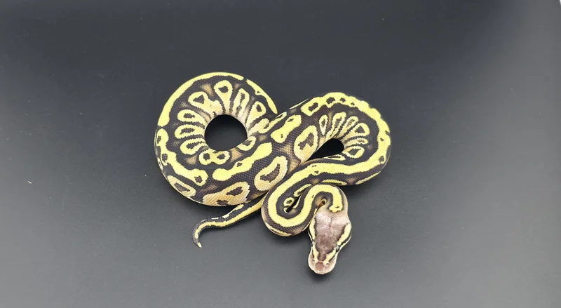 Pastel Cypress HET Clown