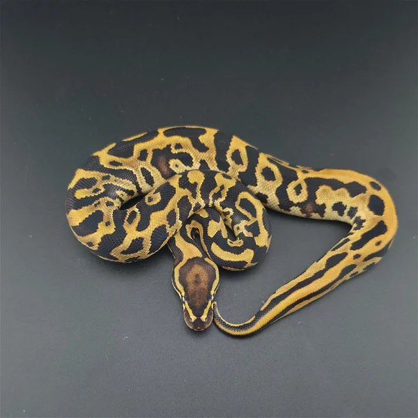 Leopard, Fire, Het Clown, Het Pied