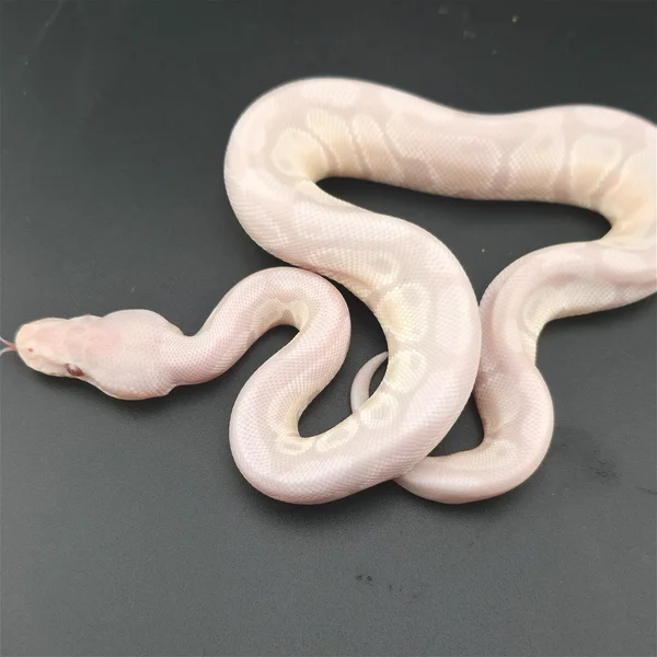 Lavender Albino, VPI
