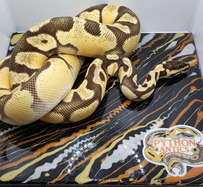 HI Orange Dream, Enchi, Pastel